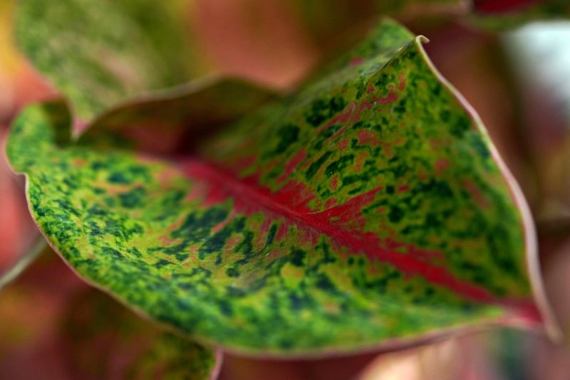 Fabled Botany
