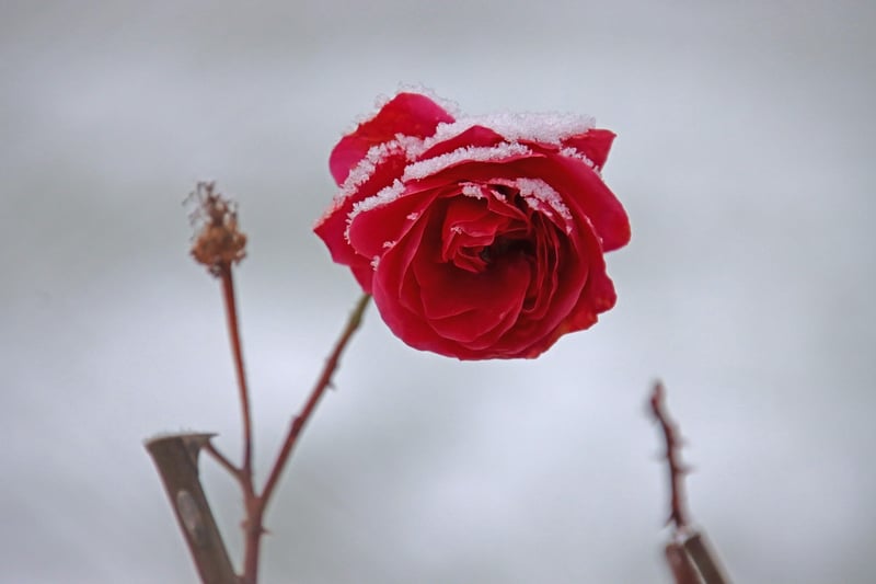 Ethereal Petals