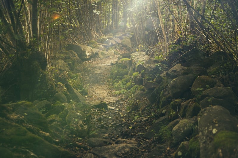 Mystical Forest Retreat