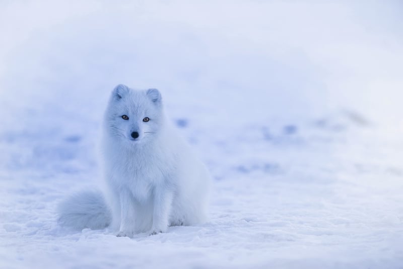 Kitsune