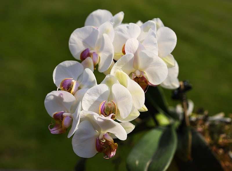 Starlight Orchid