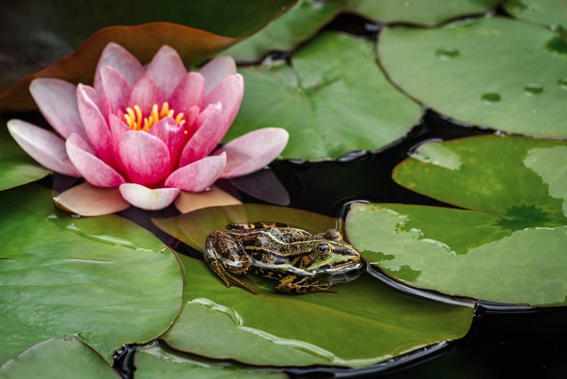 Enchanted Water Garden
