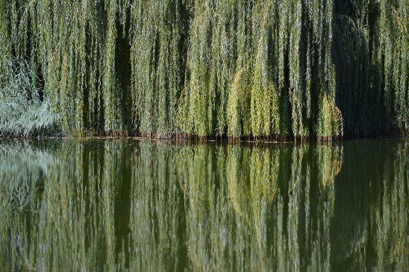 Whispering Willow Tree